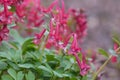 Red fumewort, Corydalis solida Vuurvogel, flowering red